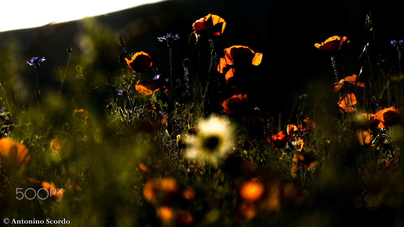 Tamron SP 35mm F1.8 Di VC USD sample photo. Castelluccio di norcia 2016 photography