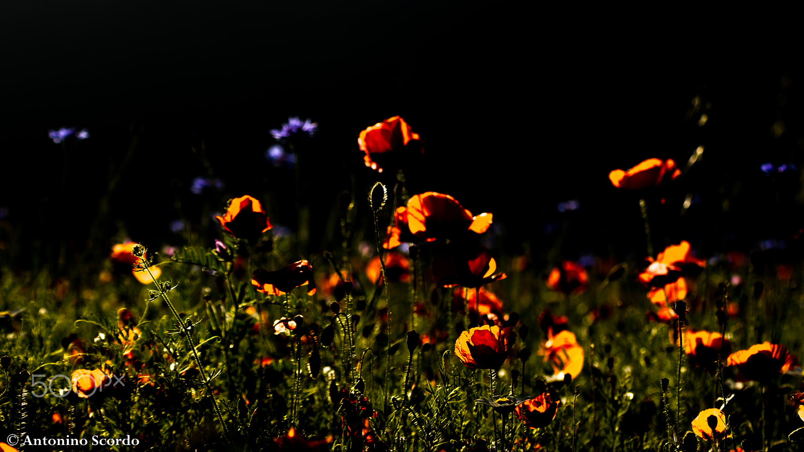 Tamron SP 35mm F1.8 Di VC USD sample photo. Castelluccio di norcia 2016 photography