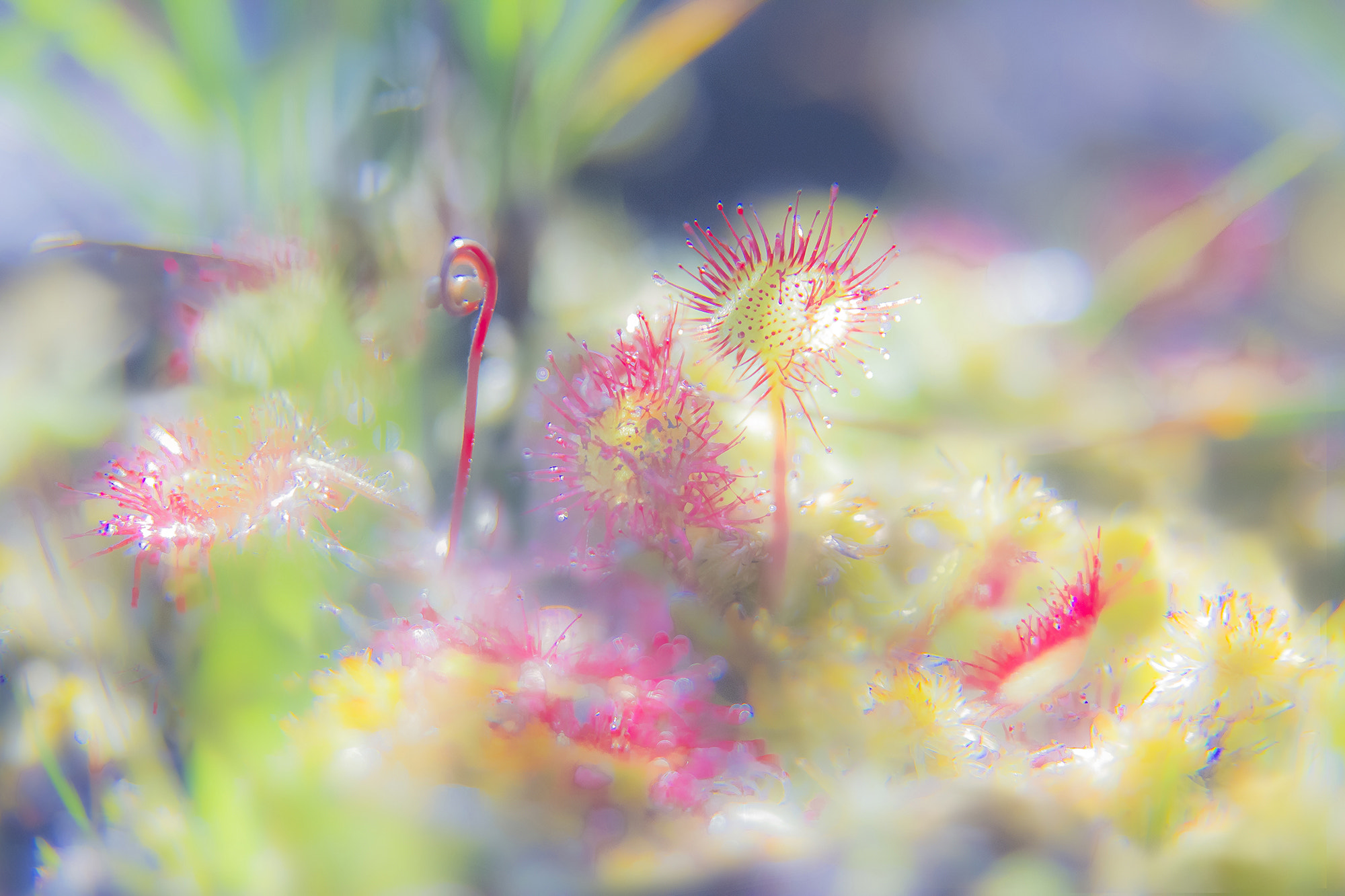 Sigma 18-50mm f/2.8 Macro sample photo. Droseras 3 photography