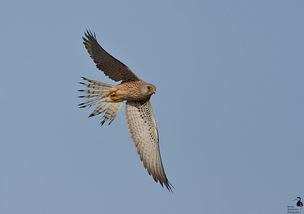 Canon EOS 450D (EOS Rebel XSi / EOS Kiss X2) + Canon EF 400mm F5.6L USM sample photo. Lesser kestrel photography