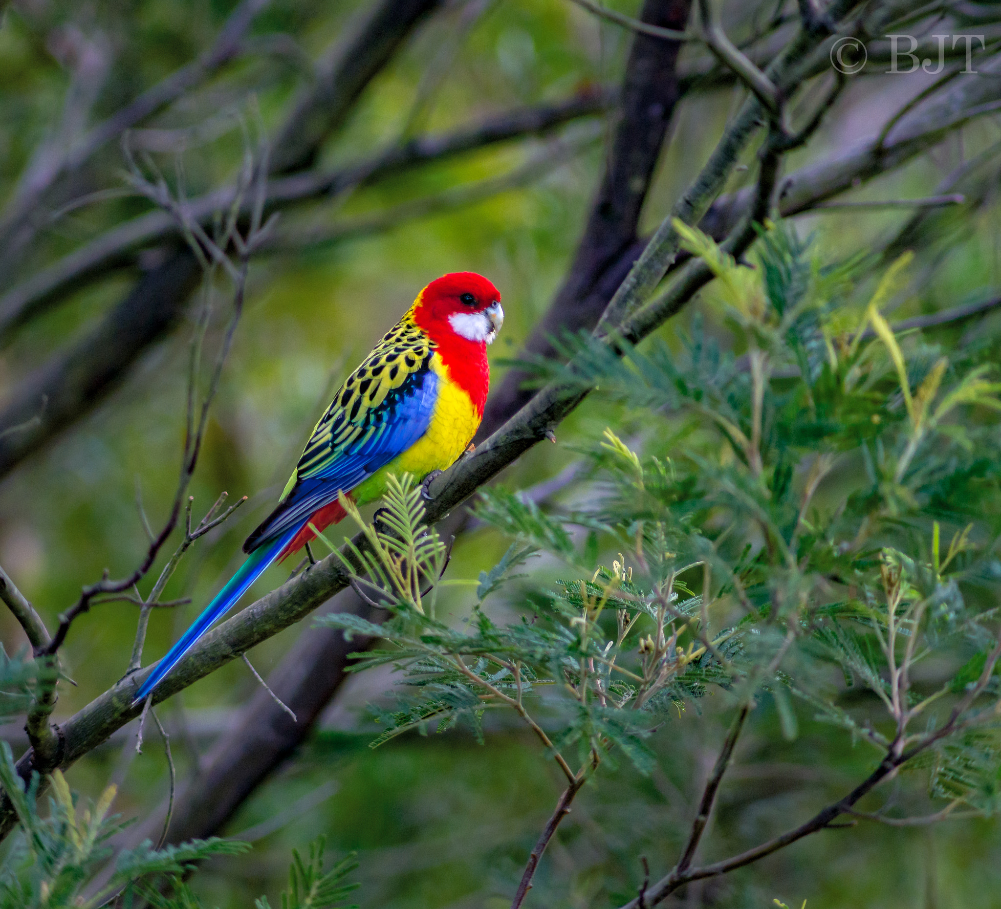 Nikon AF-S Nikkor 300mm F2.8G ED VR II sample photo. Wild colour photography