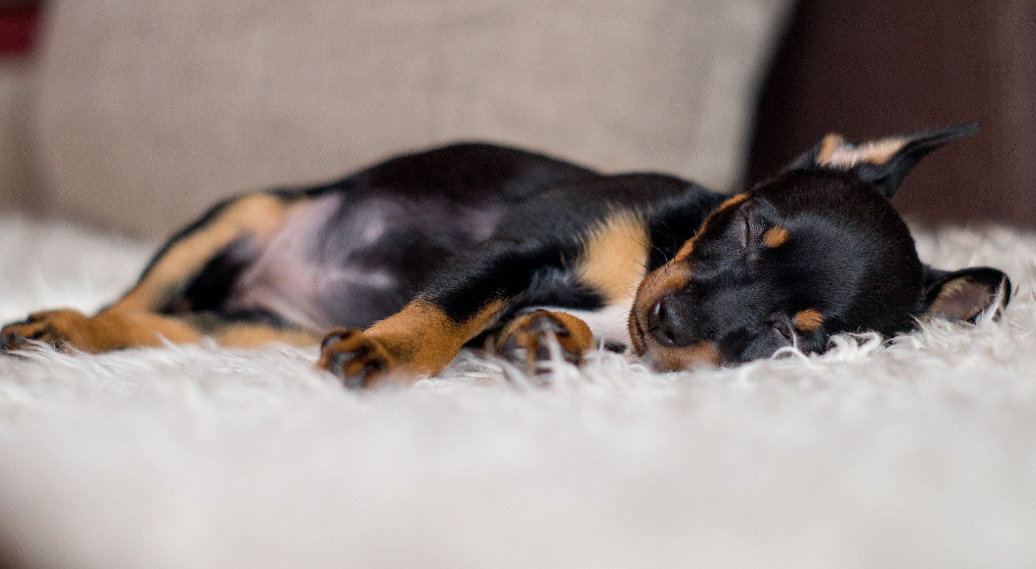 Sony SLT-A35 sample photo. My 8-week miniature pinscher - roxy photography