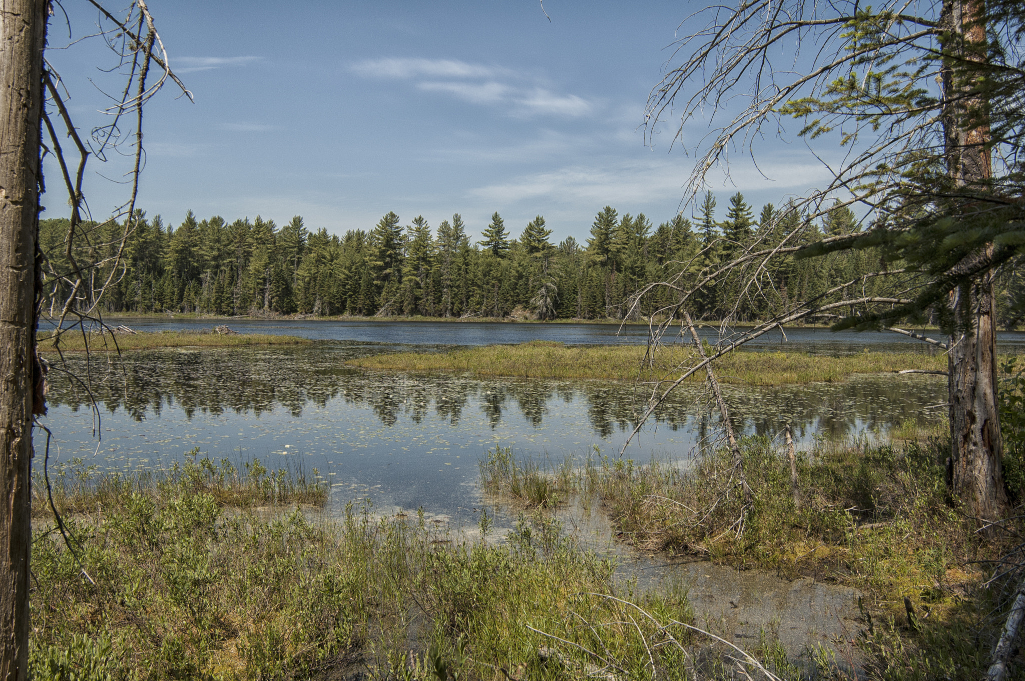 Nikon D50 sample photo. Algonquin - back water morning photography