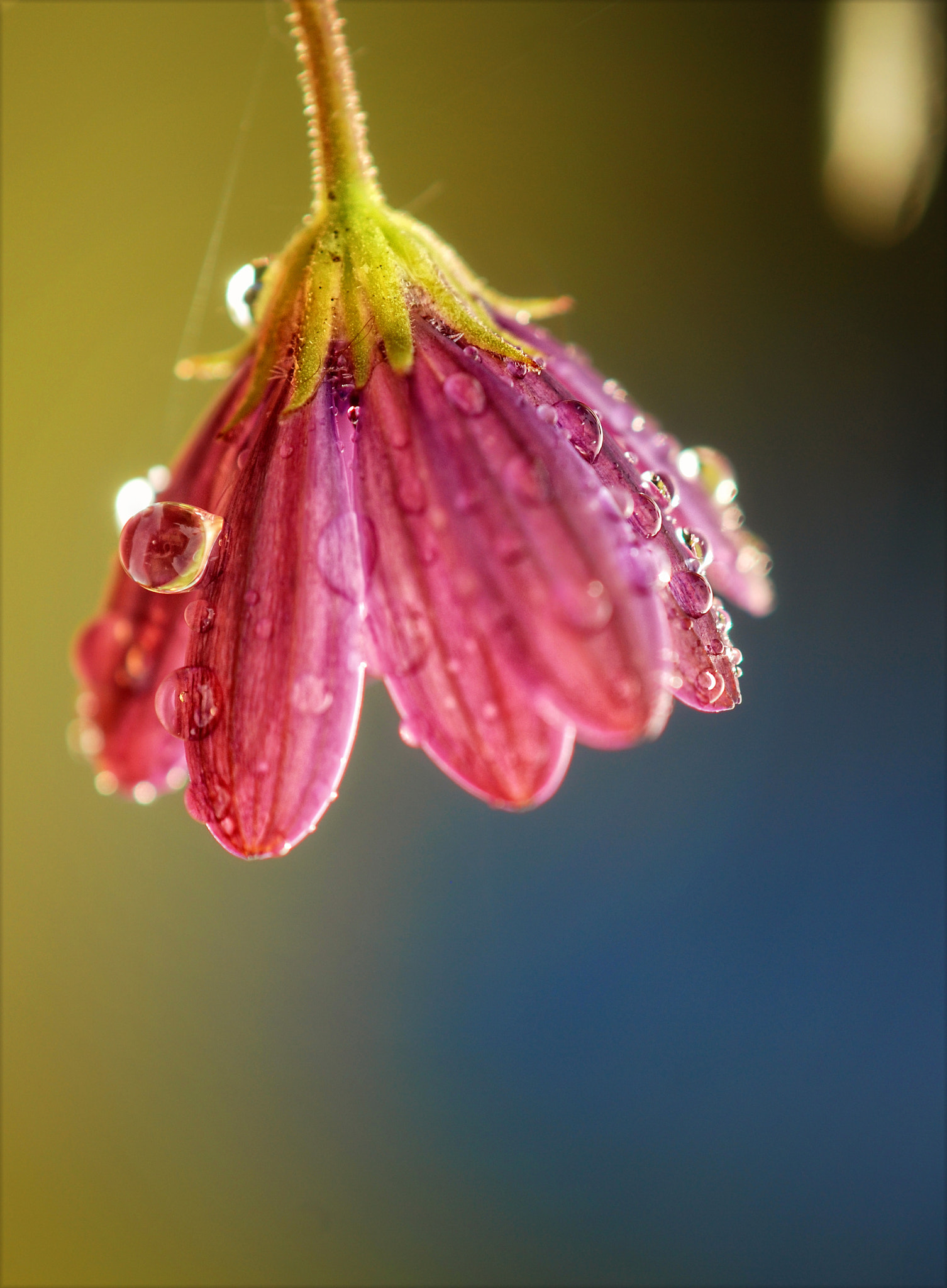 Nikon AF-S DX Micro-Nikkor 85mm F3.5G ED VR sample photo. ^ umbrella ^ photography