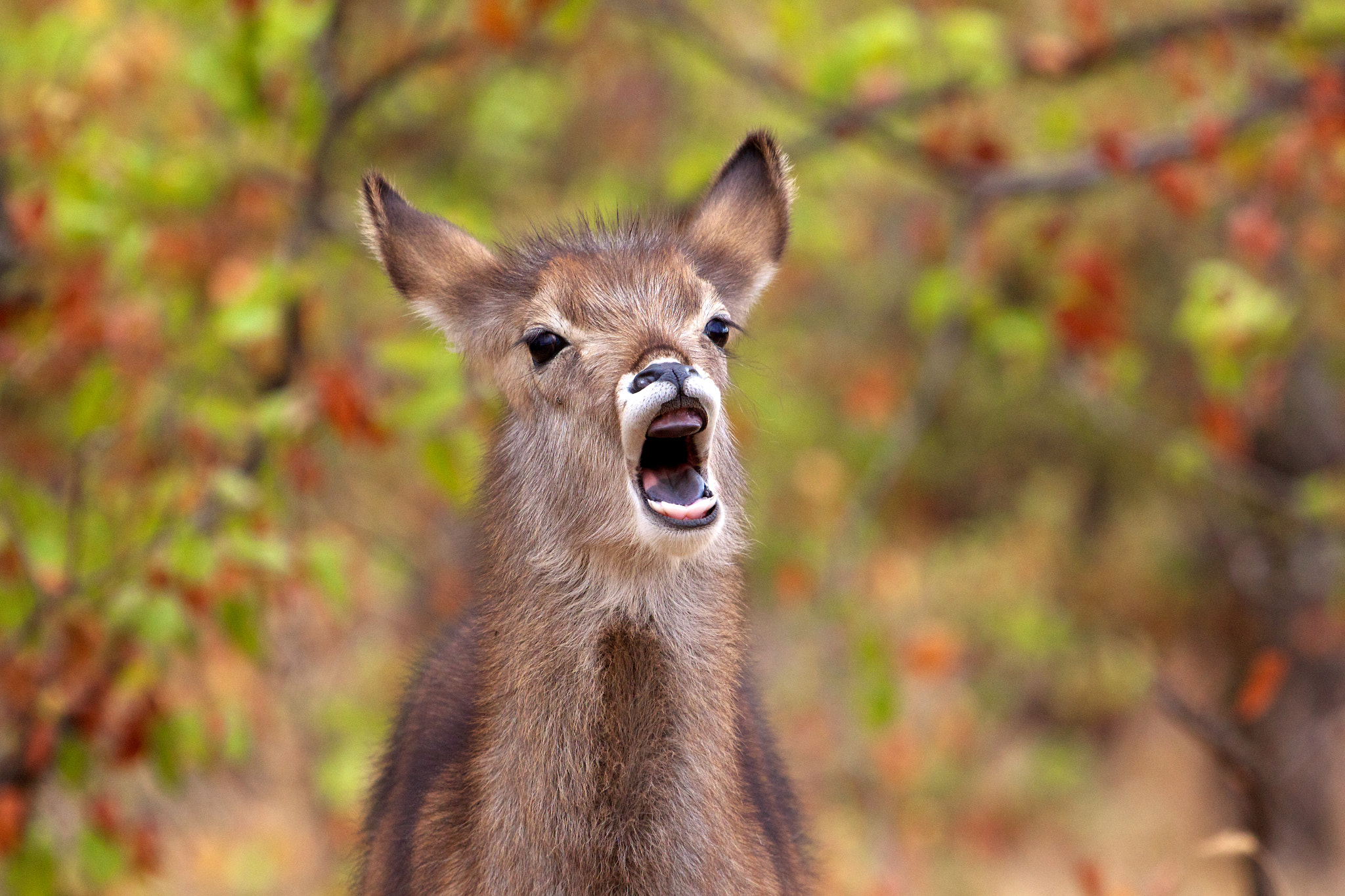 Canon EF 100-400mm F4.5-5.6L IS USM sample photo. Screaming waterbuck photography
