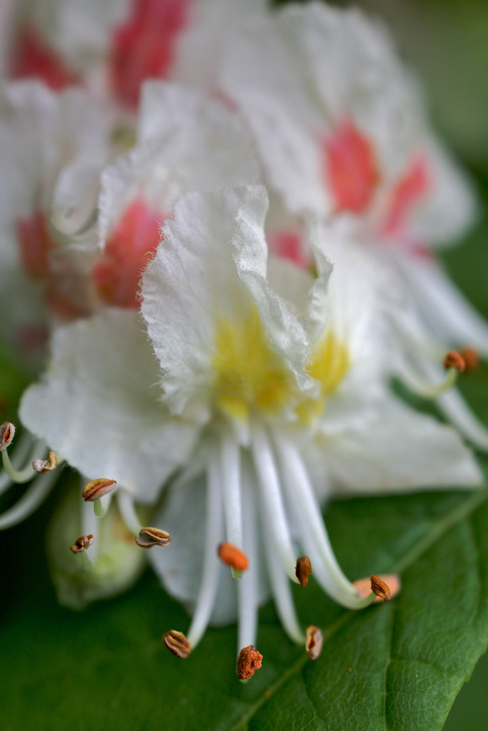 Canon MP-E 65mm F2.5 1-5x Macro Photo sample photo. Img_1437.jpg photography