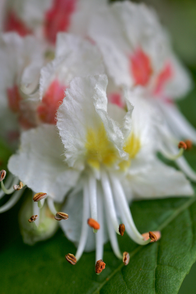 Canon EOS 5D + Canon MP-E 65mm F2.5 1-5x Macro Photo sample photo. Img_1437.jpg photography