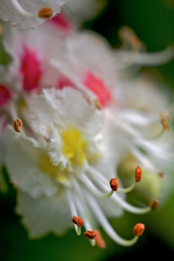 Canon MP-E 65mm F2.5 1-5x Macro Photo sample photo. Img_1438.jpg photography