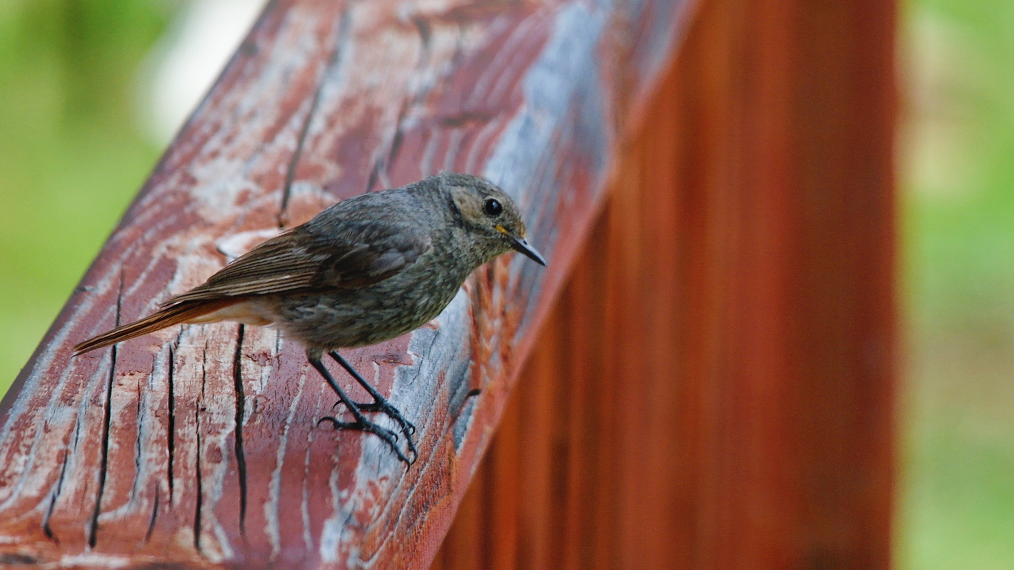 Samsung NX5 sample photo. What? photography