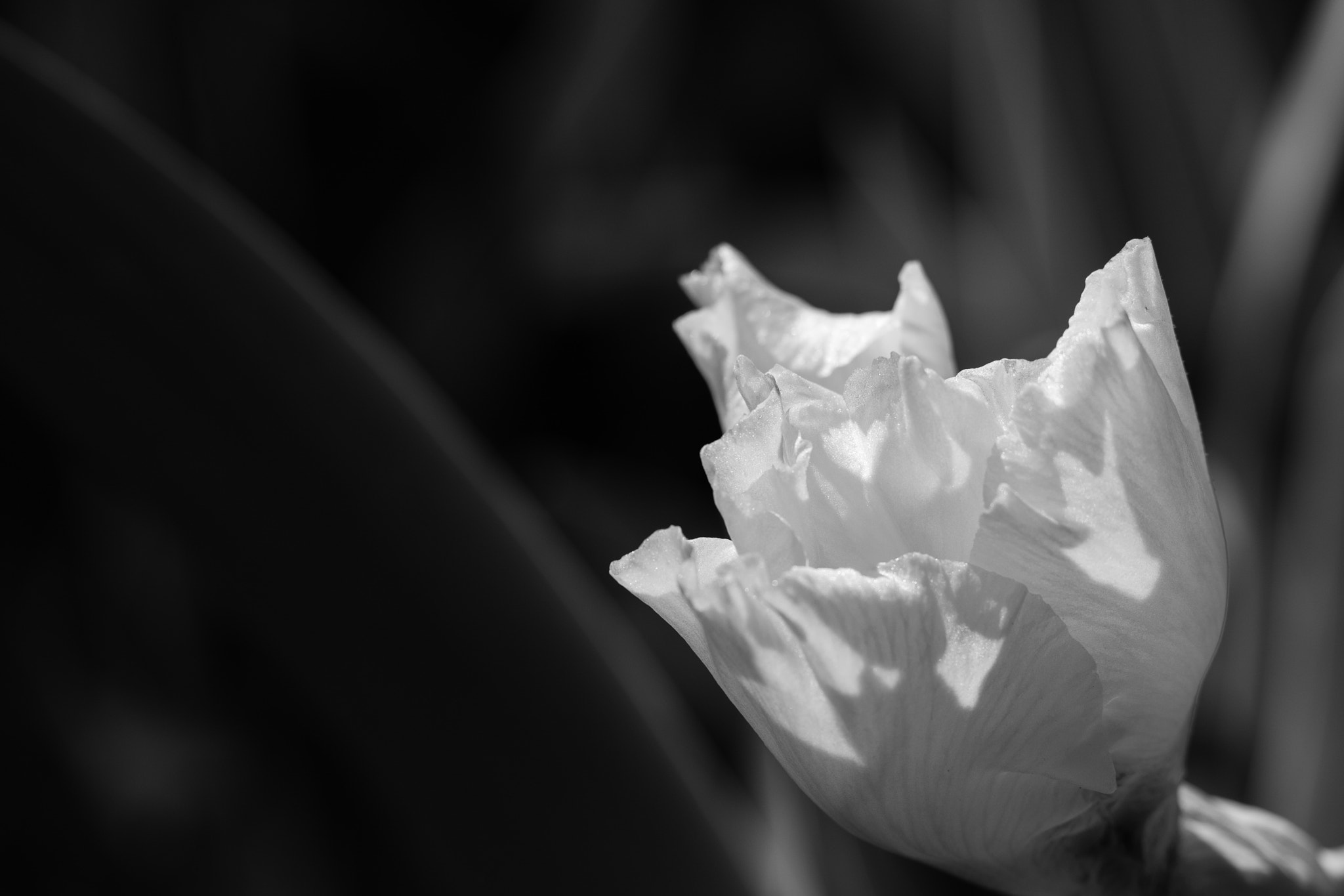 Sigma 50-150mm F2.8 EX APO DC OS HSM sample photo