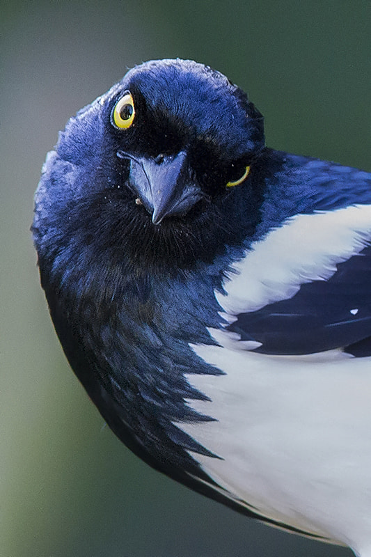 Canon EOS 7D + Canon EF 300mm F4L IS USM sample photo. Magpie tanagerjpg photography