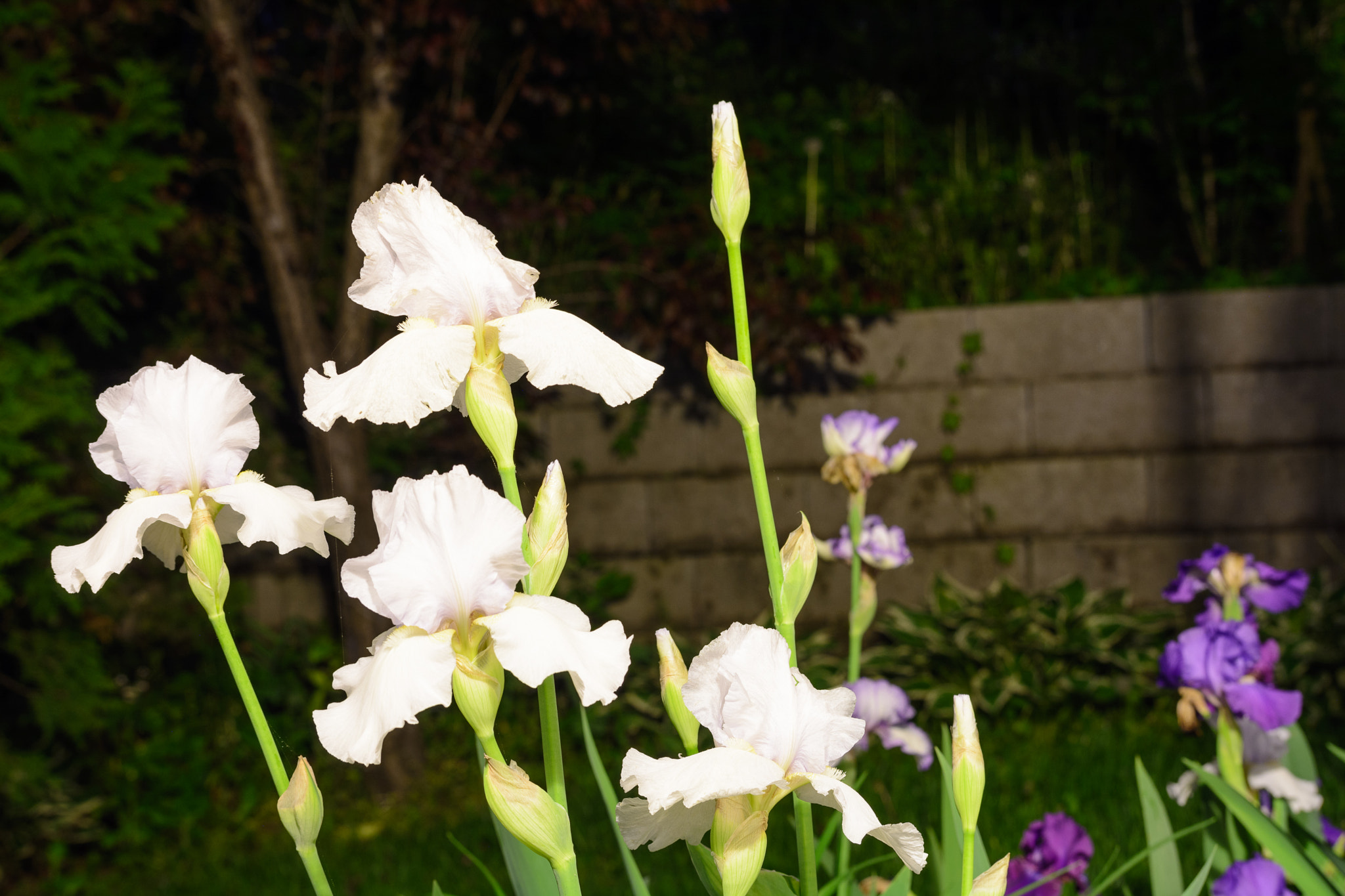 Sigma 50-150mm F2.8 EX APO DC OS HSM sample photo