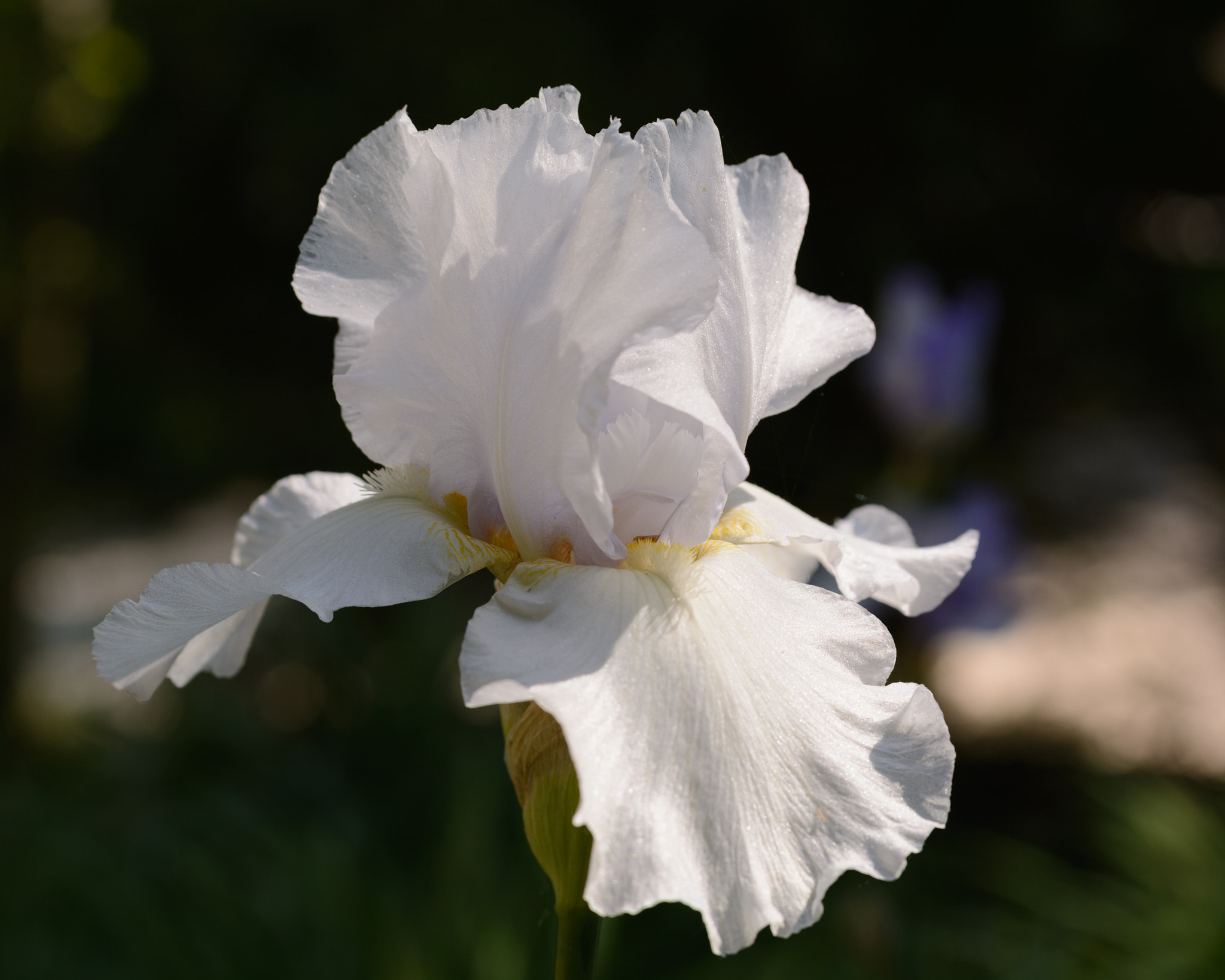 Sigma 50-150mm F2.8 EX APO DC OS HSM sample photo