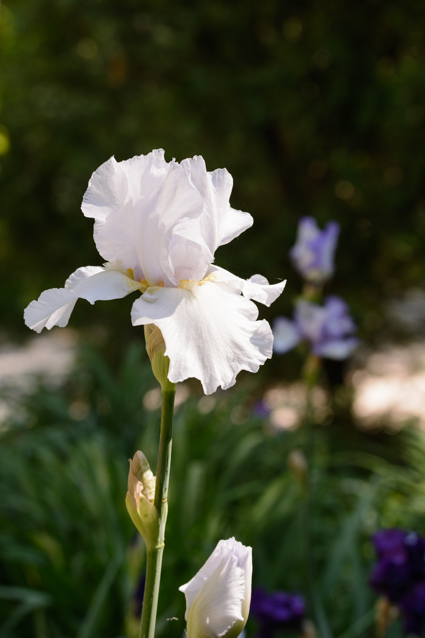 Sigma 50-150mm F2.8 EX APO DC OS HSM sample photo