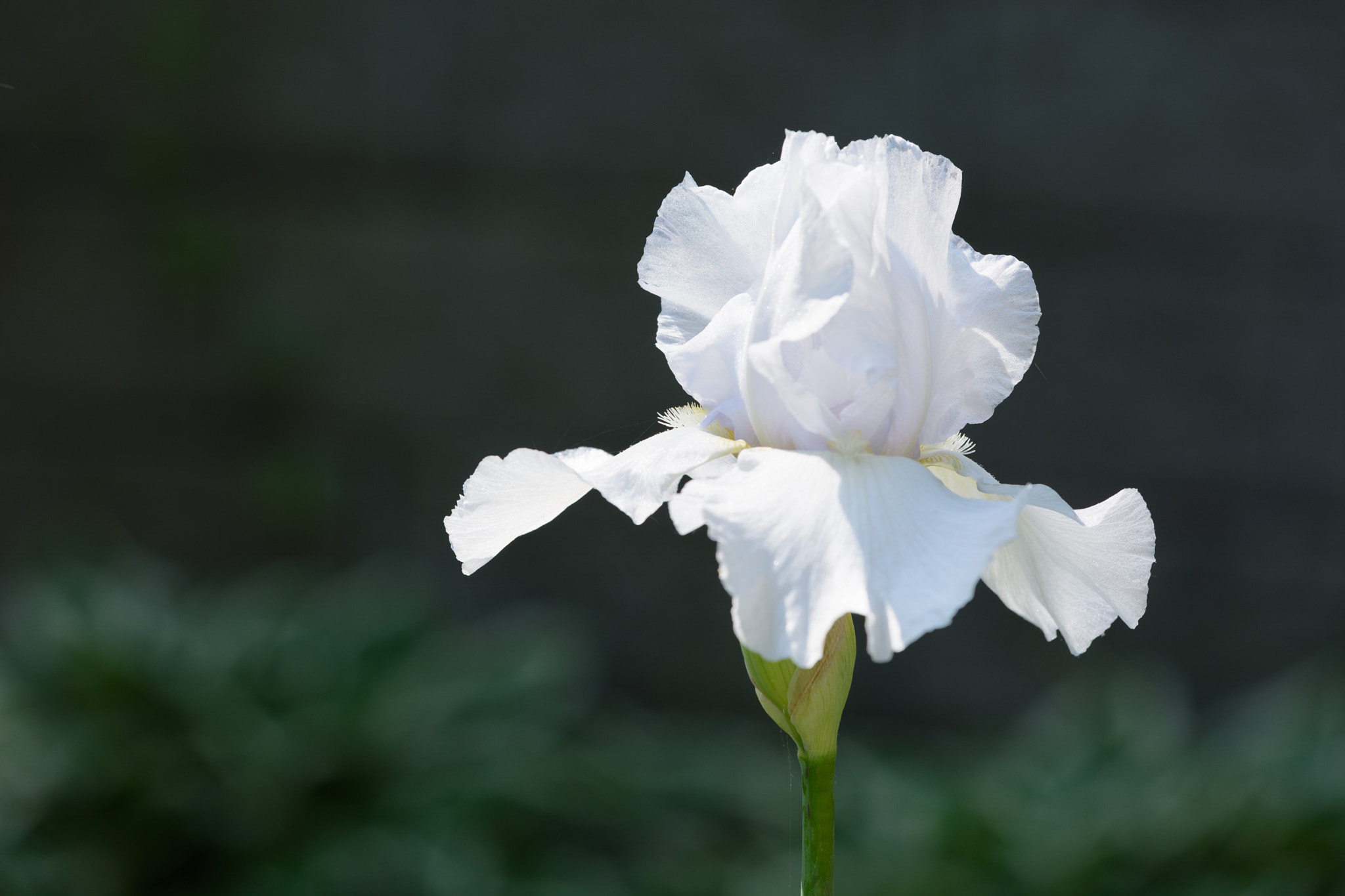 Sigma 50-150mm F2.8 EX APO DC OS HSM sample photo