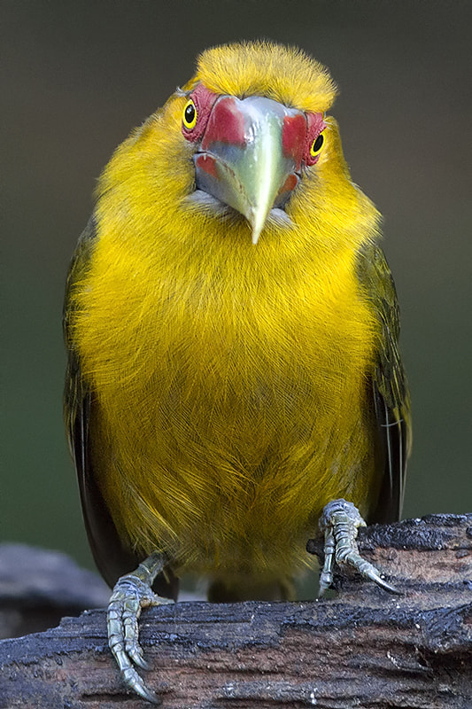 Canon EF 300mm F4L IS USM sample photo. Saffron toucanet photography