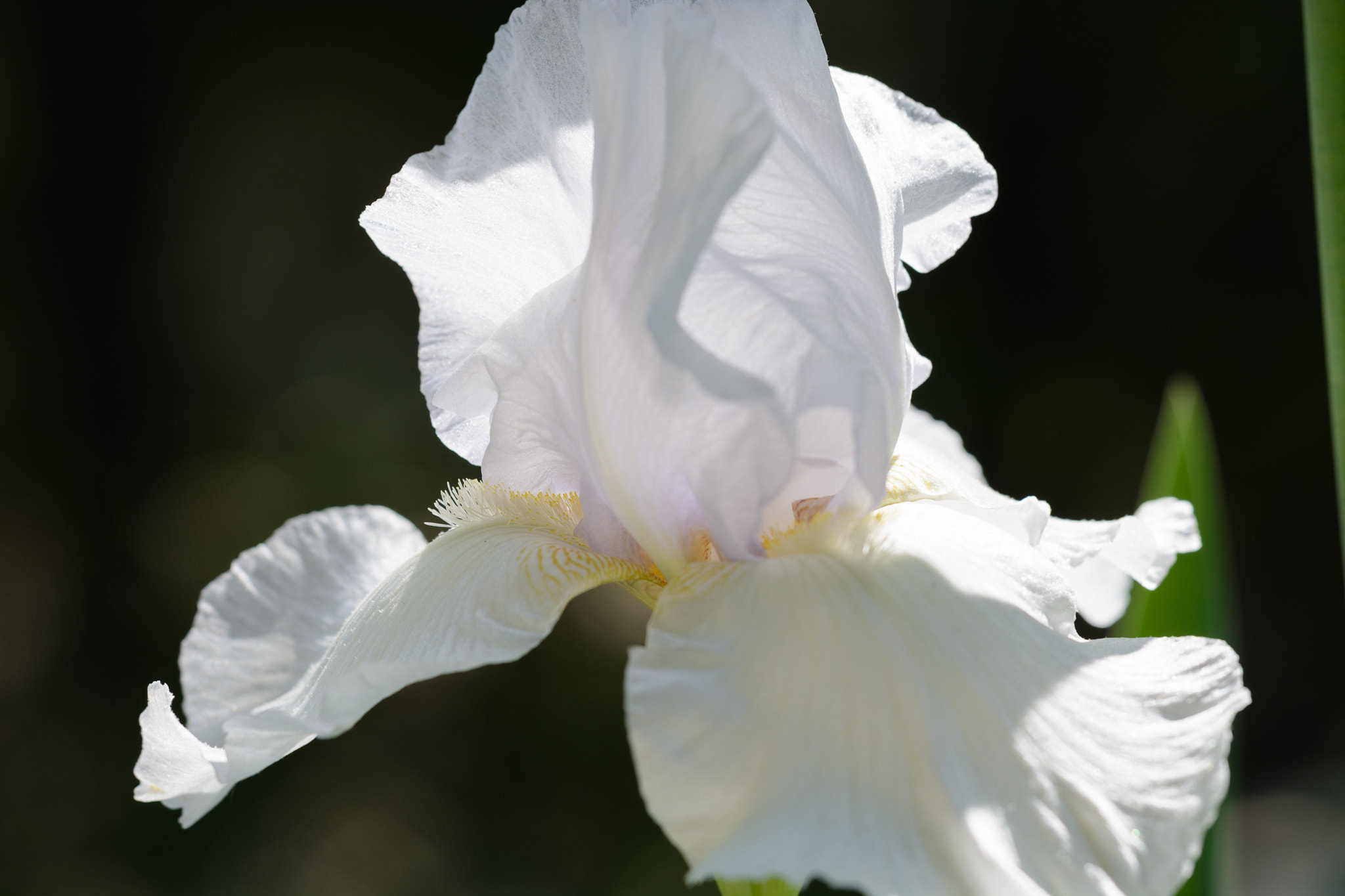 Sigma 50-150mm F2.8 EX APO DC OS HSM sample photo