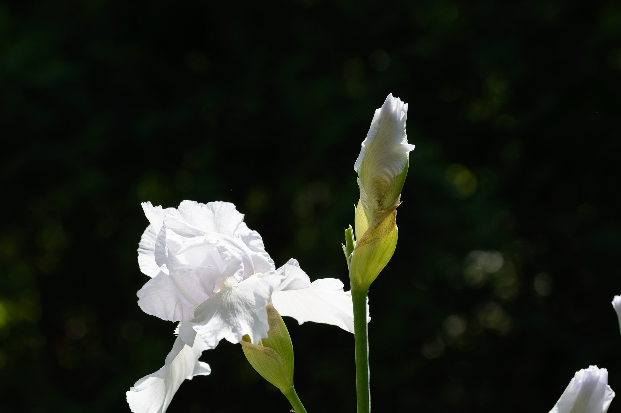 Sigma 50-150mm F2.8 EX APO DC OS HSM sample photo