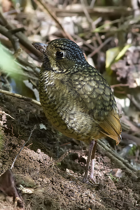 Canon EOS 7D + Canon EF 300mm F4L IS USM sample photo. Variegated antpitta photography