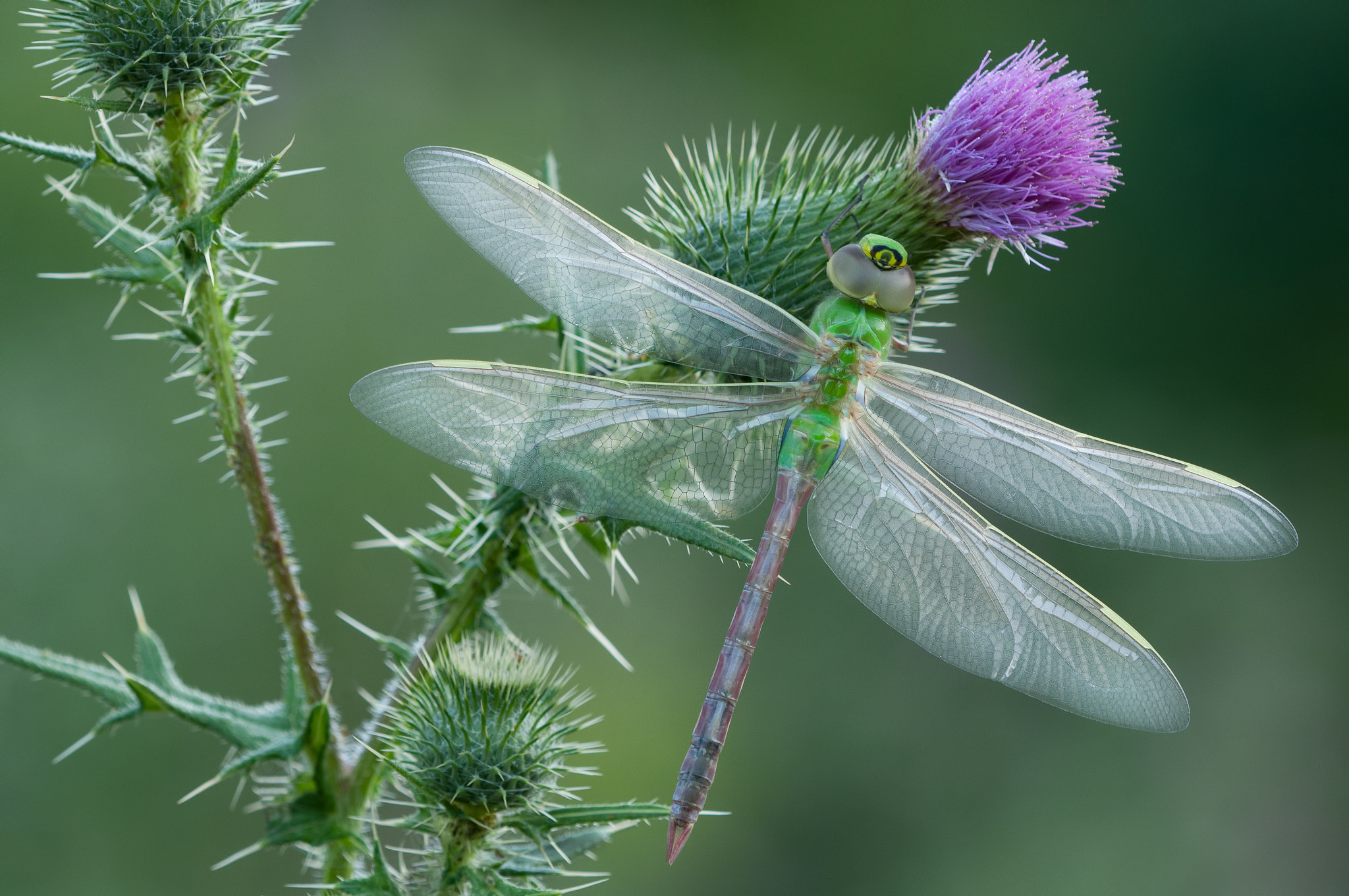 Nikon AF Micro-Nikkor 200mm F4D ED-IF sample photo. Green darner photography