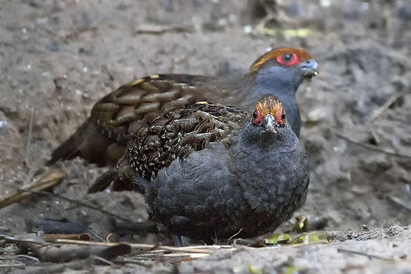 Canon EF 300mm F4L IS USM sample photo. Spot-winged wood-quail photography
