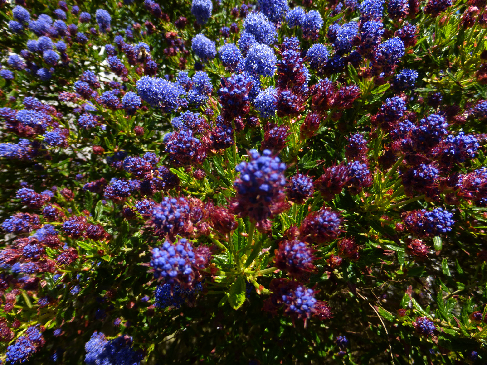 Panasonic DMC-TZ36 sample photo. Blue flowers photography