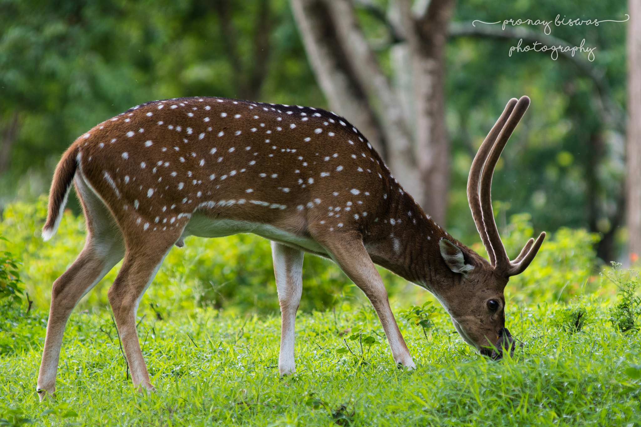 Nikon AF-Nikkor 80-200mm F2.8D ED sample photo. Deer at bandipur forest photography