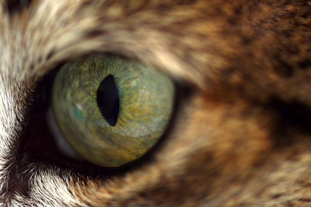 Nikon AF-S Micro-Nikkor 105mm F2.8G IF-ED VR sample photo. Cat's eye macro photography