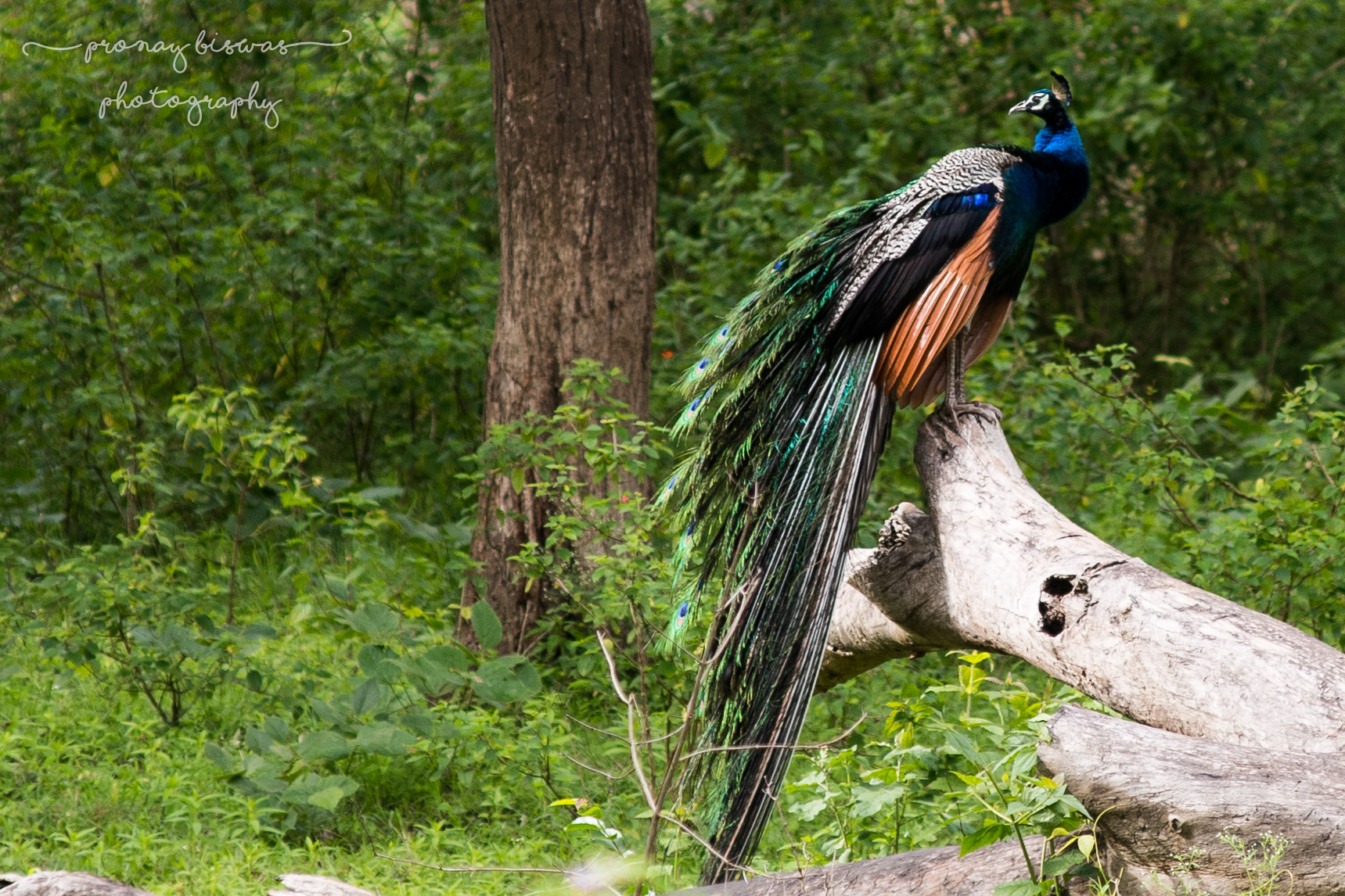Nikon AF-Nikkor 80-200mm F2.8D ED sample photo. Peacock photography