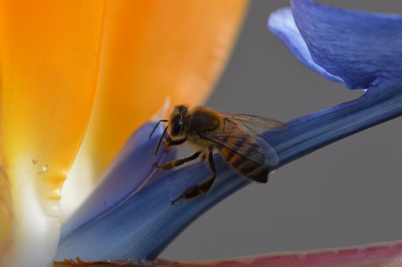 Nikon AF-S Micro-Nikkor 105mm F2.8G IF-ED VR sample photo. Honey bee strelitzia macro photography