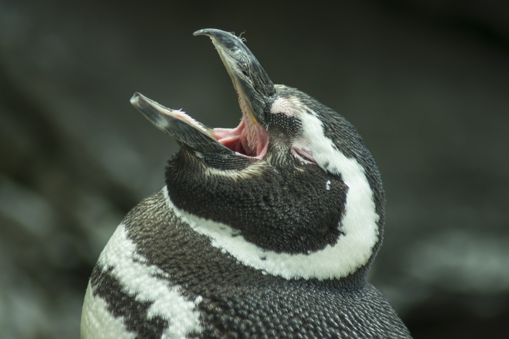 Tamron AF 70-300mm F4-5.6 Di LD Macro sample photo. Yawning photography