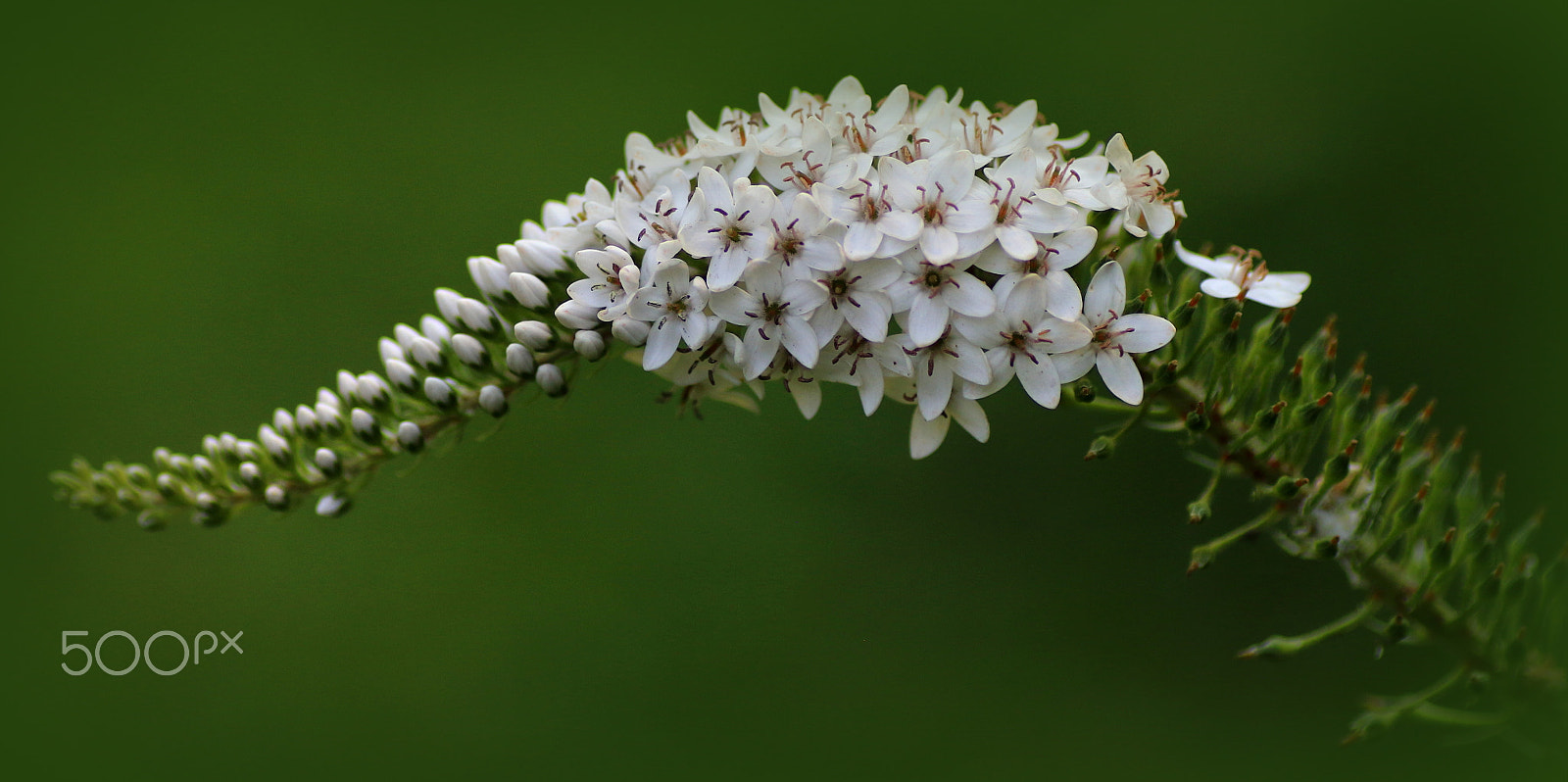 Canon EOS 7D Mark II + Tamron SP AF 90mm F2.8 Di Macro sample photo. Buck garden photography