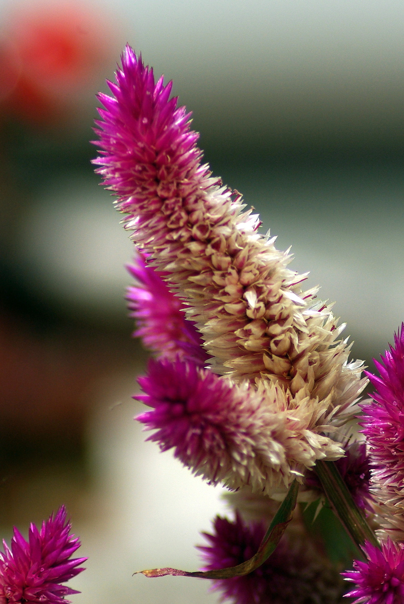 Pentax K10D sample photo. Flower photography