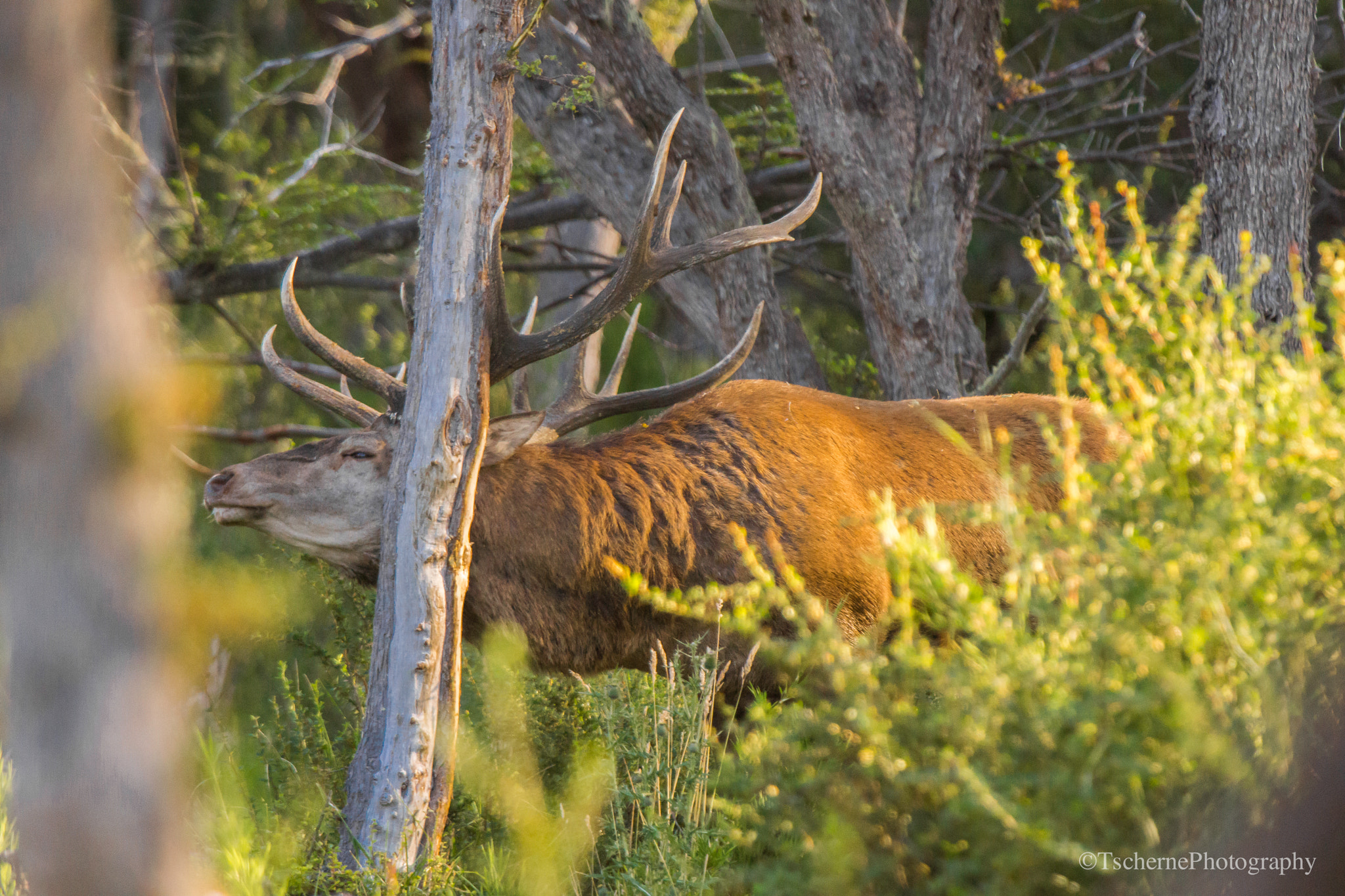Sony 70-400mm F4-5.6 G SSM sample photo. -red stag in patagonia- photography