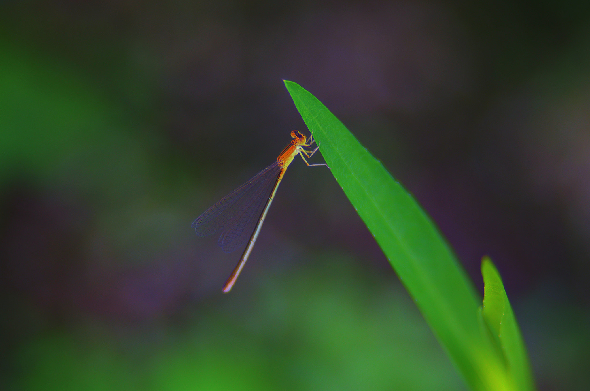 Pentax K-5 IIs + smc PENTAX-FA 135mm F2.8 [IF] sample photo. Damselfly photography