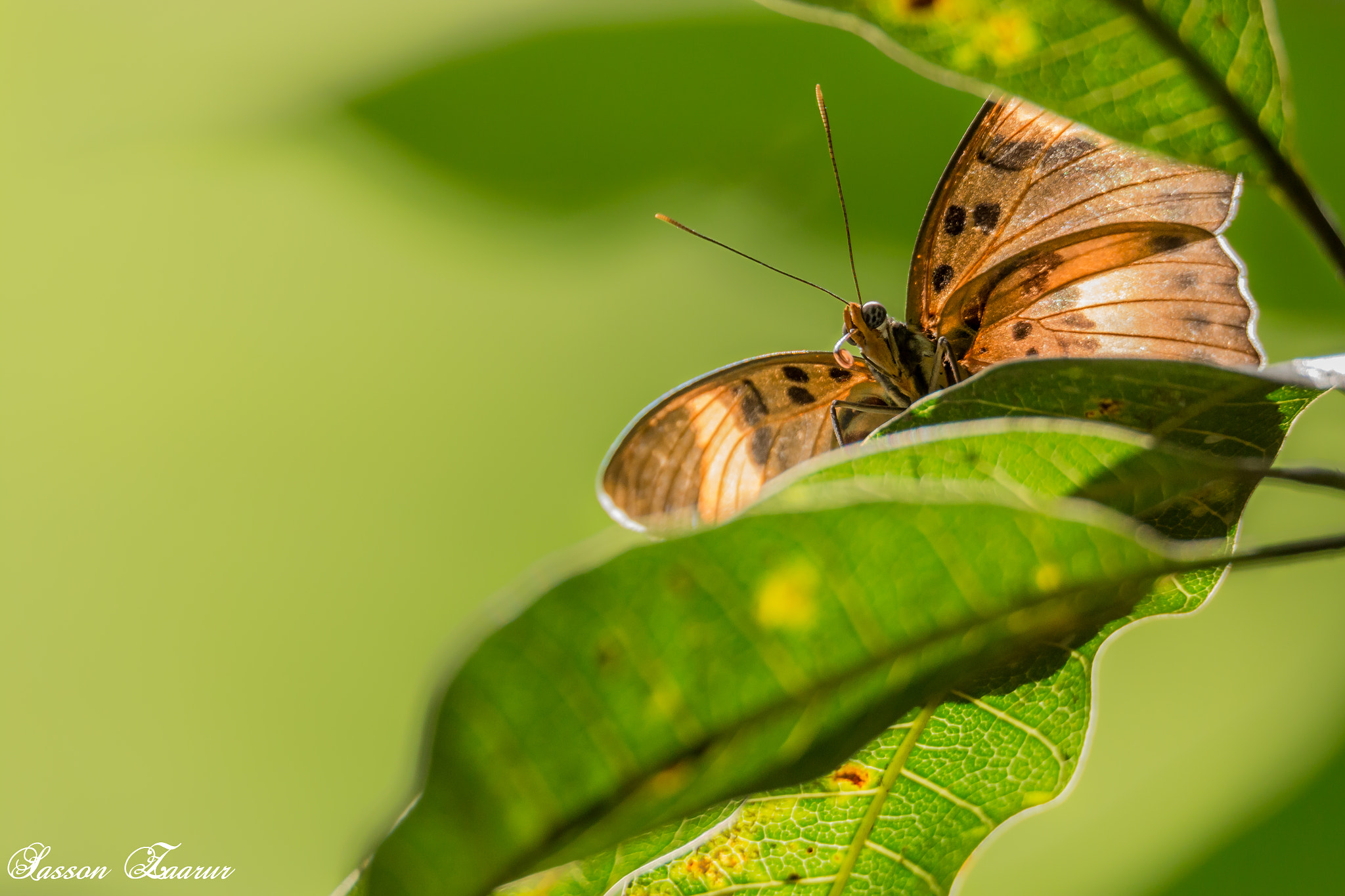 150-600mm F5-6.3 DG OS HSM | Sports 014 sample photo. Butterfly photography