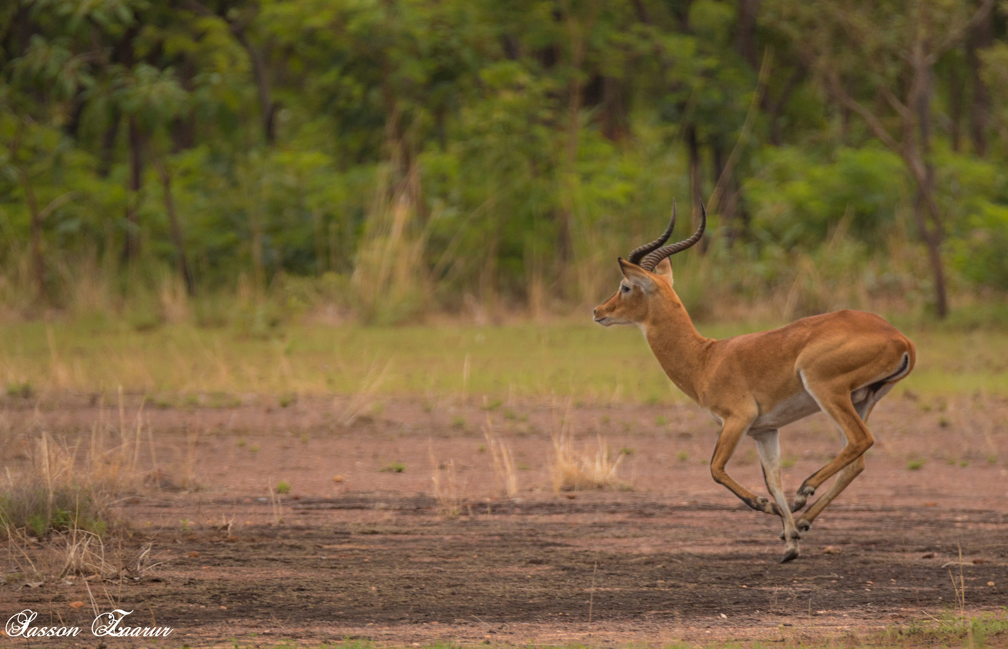 150-600mm F5-6.3 DG OS HSM | Sports 014 sample photo. Antelope running photography