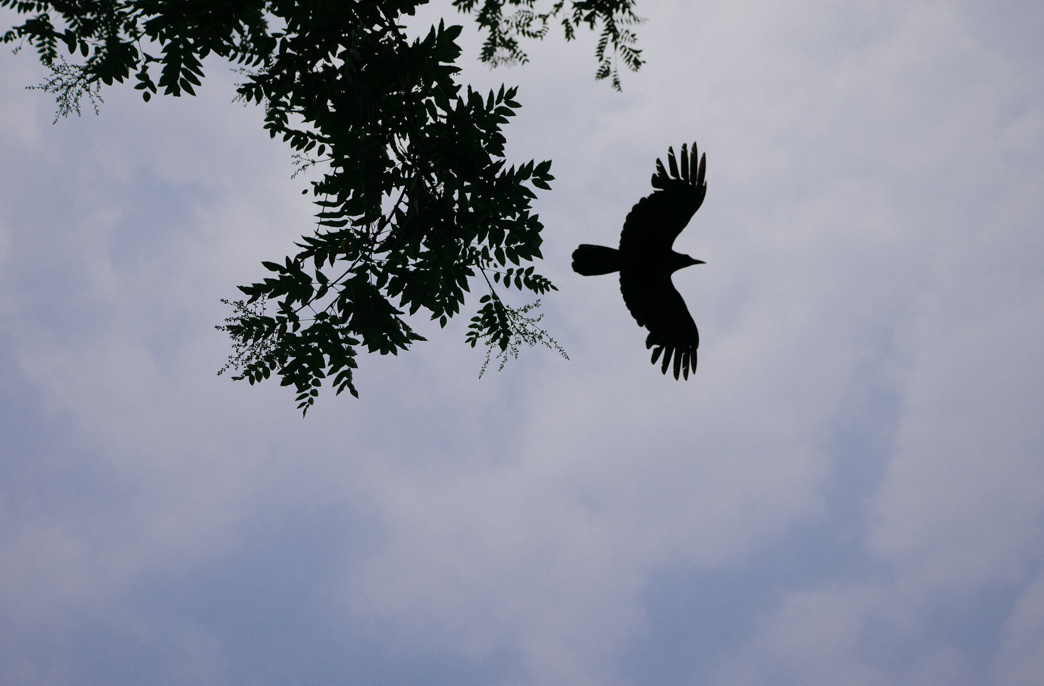 Panasonic DMC-GM1S + LEICA DG SUMMILUX 15/F1.7 sample photo. A crow crossing photography