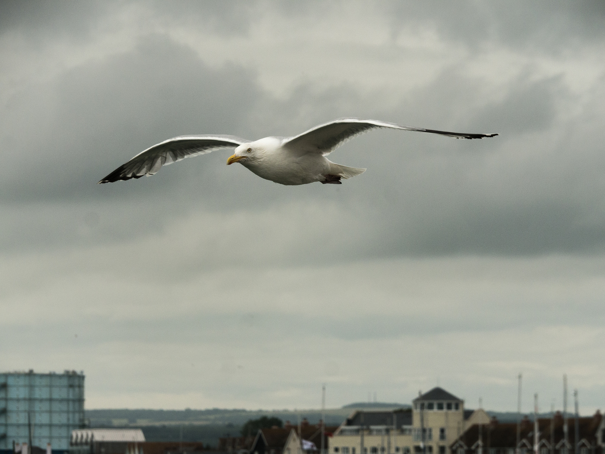 Panasonic Lumix DMC-G5 sample photo. Gull photography