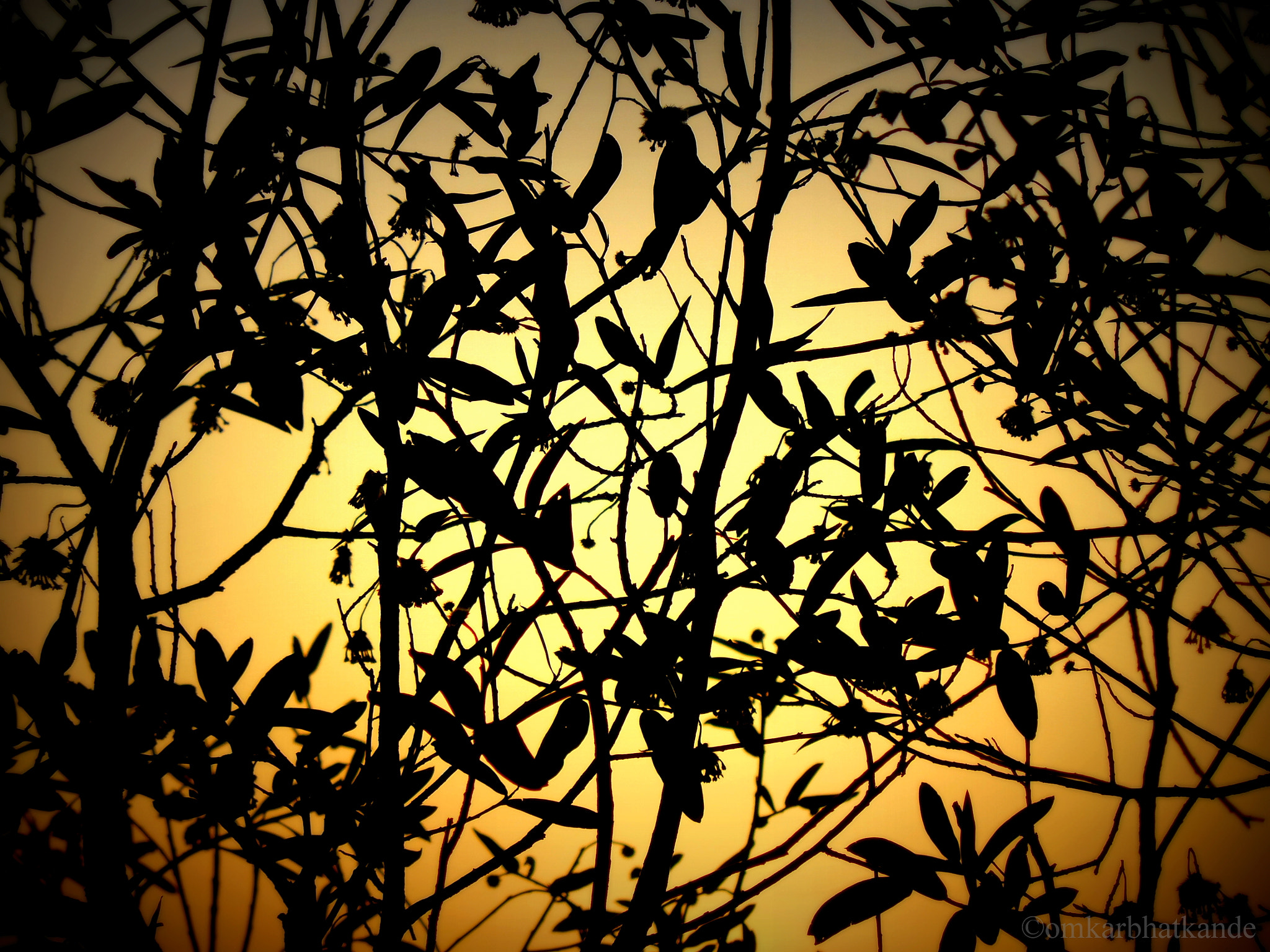 Nikon Coolpix L610 sample photo. Sunset silhouette photography