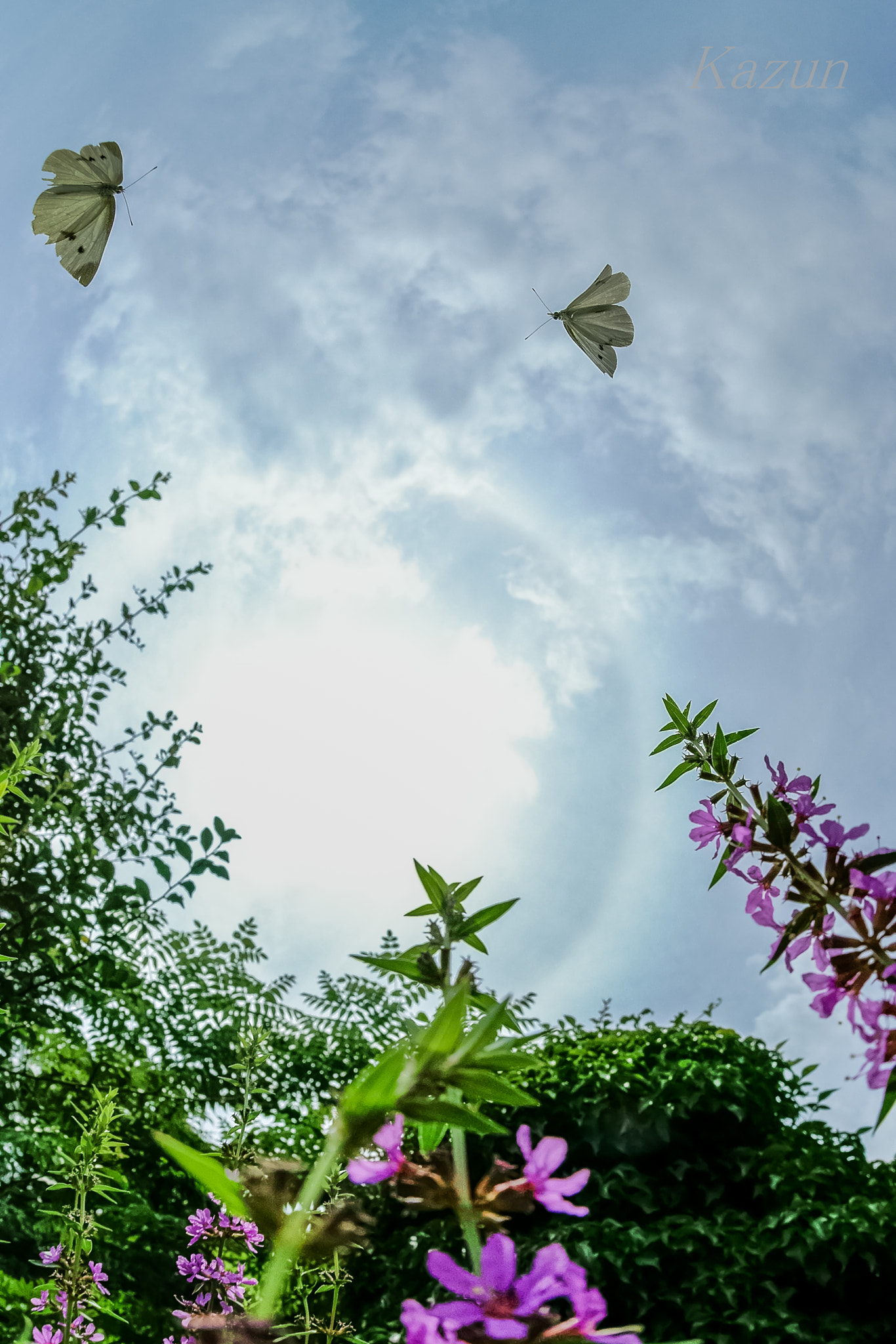 Sony a7S II + Sony 16mm F2.8 Fisheye sample photo. Fly game! photography