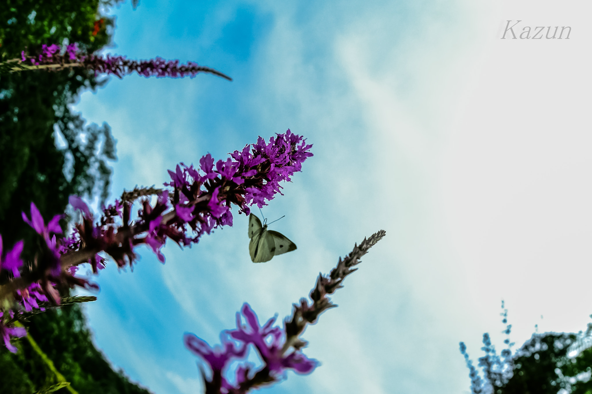 Sony a7S II + Sony 16mm F2.8 Fisheye sample photo. Fly~ (*゜∀゜) photography