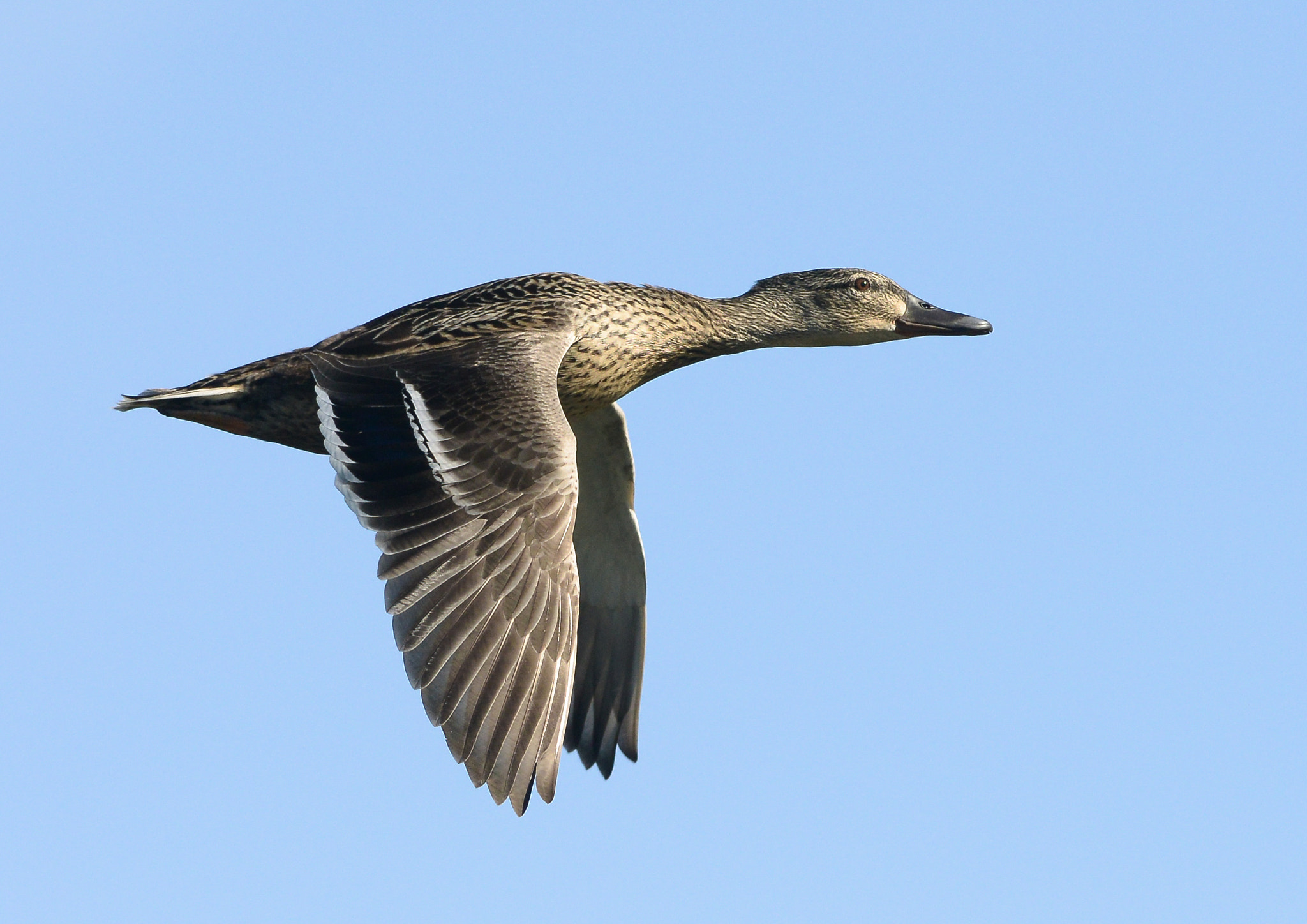 Nikon AF-S Nikkor 300mm F2.8G ED VR II sample photo. Female mallard. photography