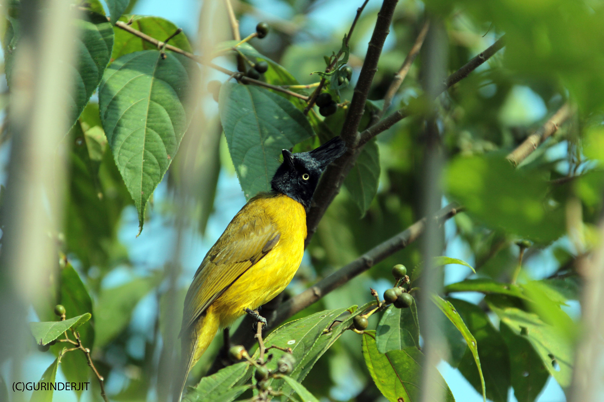 Canon EF 28-300mm F3.5-5.6L IS USM sample photo. Bulbul photography