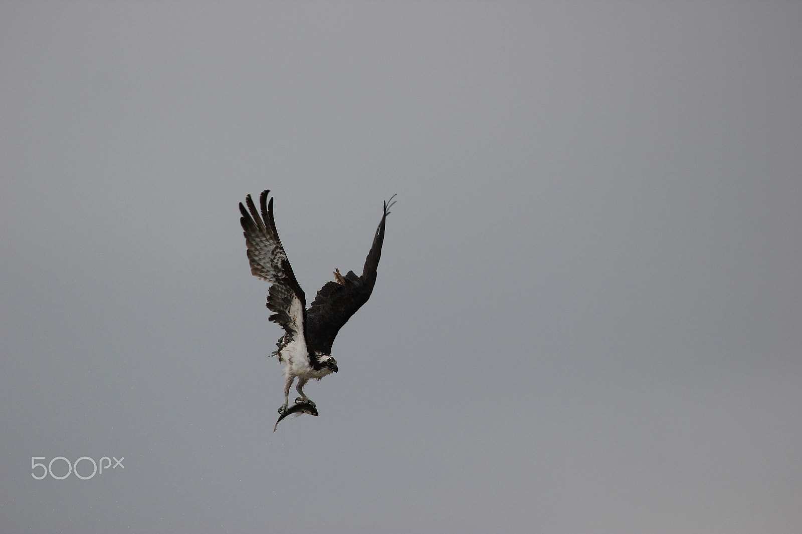 Canon EF 70-300mm F4-5.6L IS USM sample photo. Julias adler photography