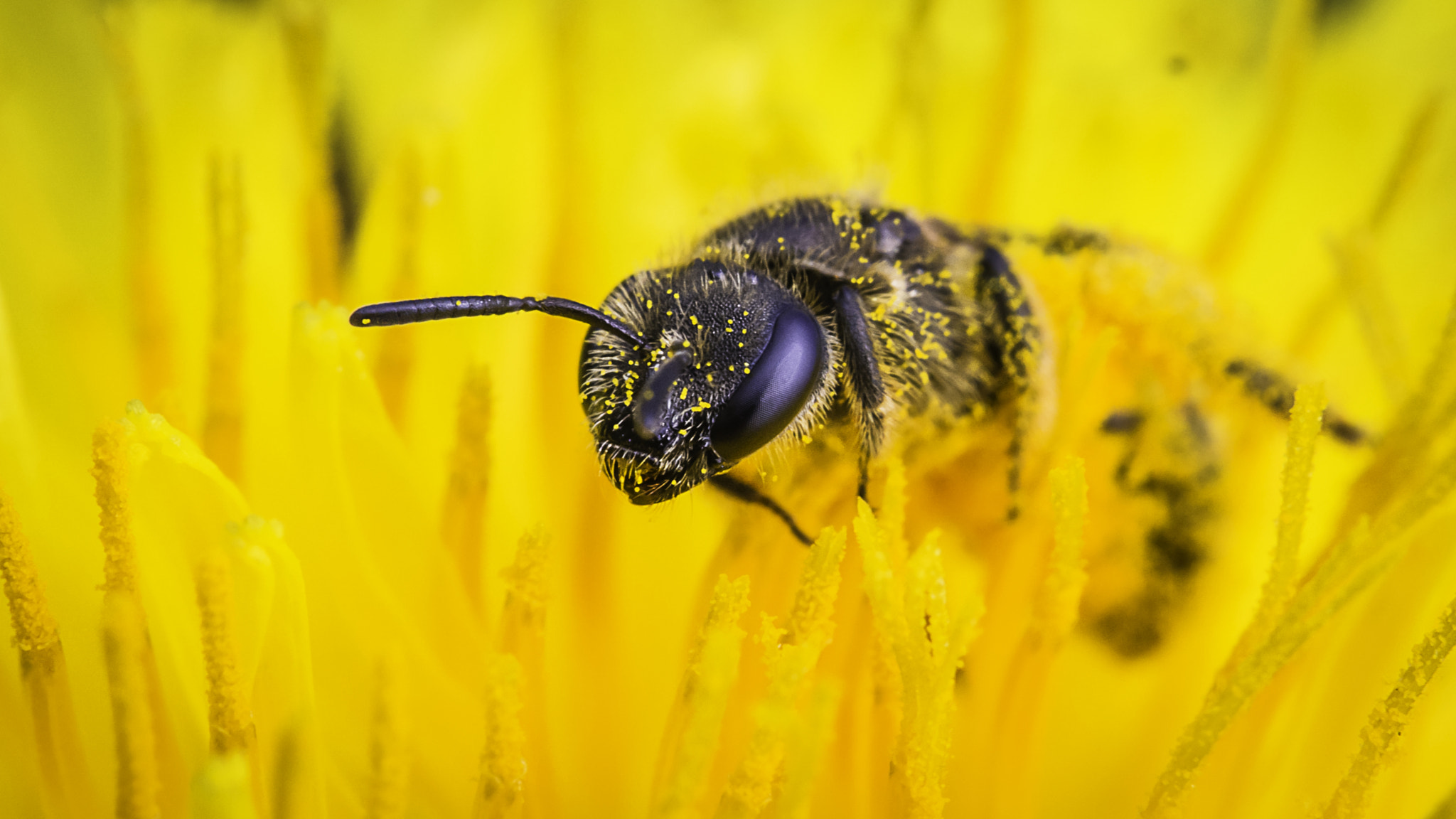 Tamron SP AF 60mm F2 Di II LD IF Macro sample photo. Bee photography