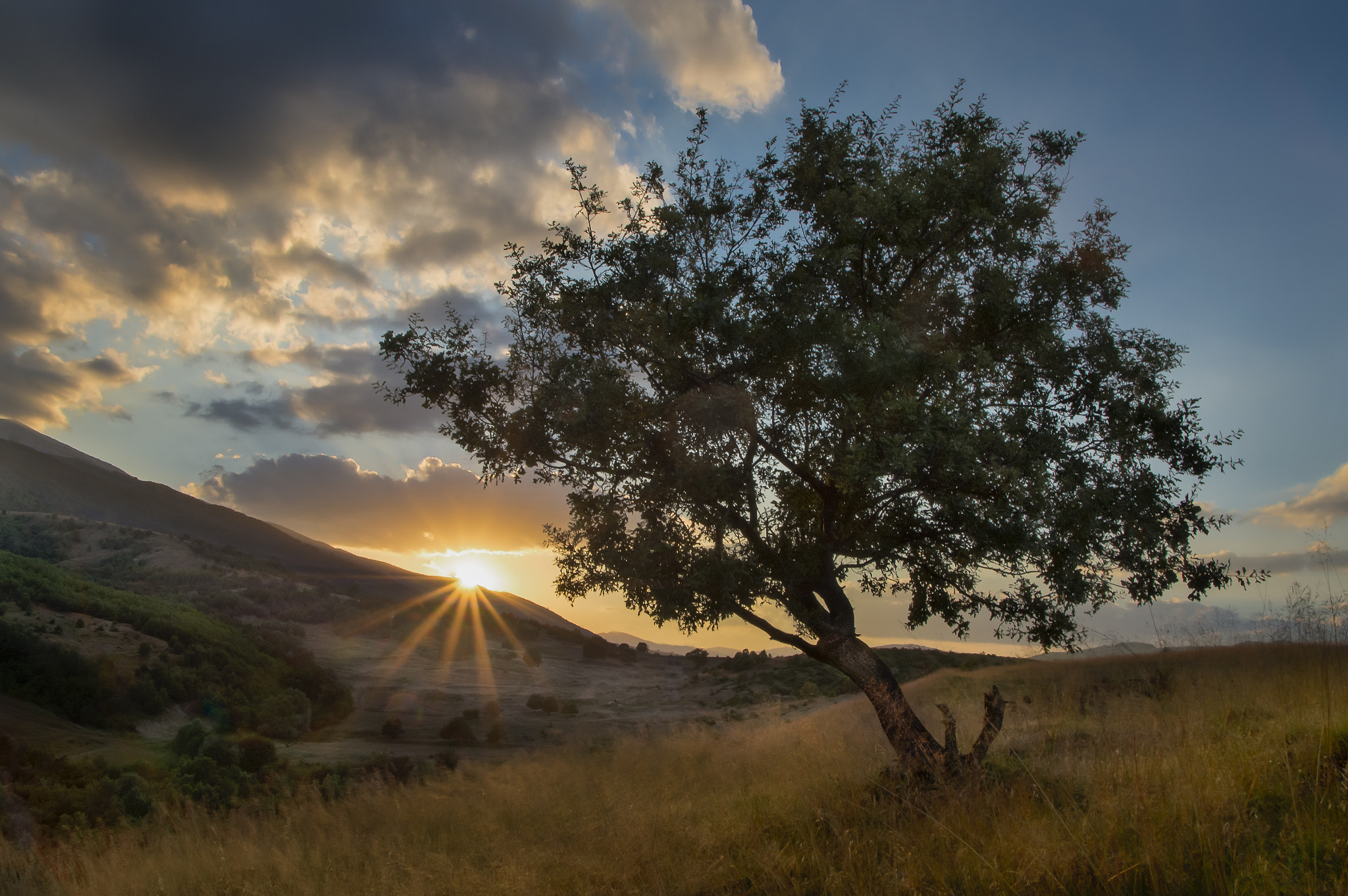 Pentax K-01 + Sigma 18-250mm F3.5-6.3 DC OS HSM sample photo. Sunset tree photography