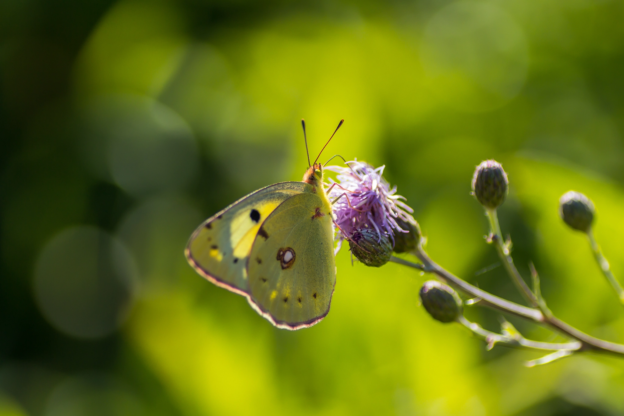 Canon EOS 700D (EOS Rebel T5i / EOS Kiss X7i) + Tamron SP AF 90mm F2.8 Di Macro sample photo. Butterfly photography