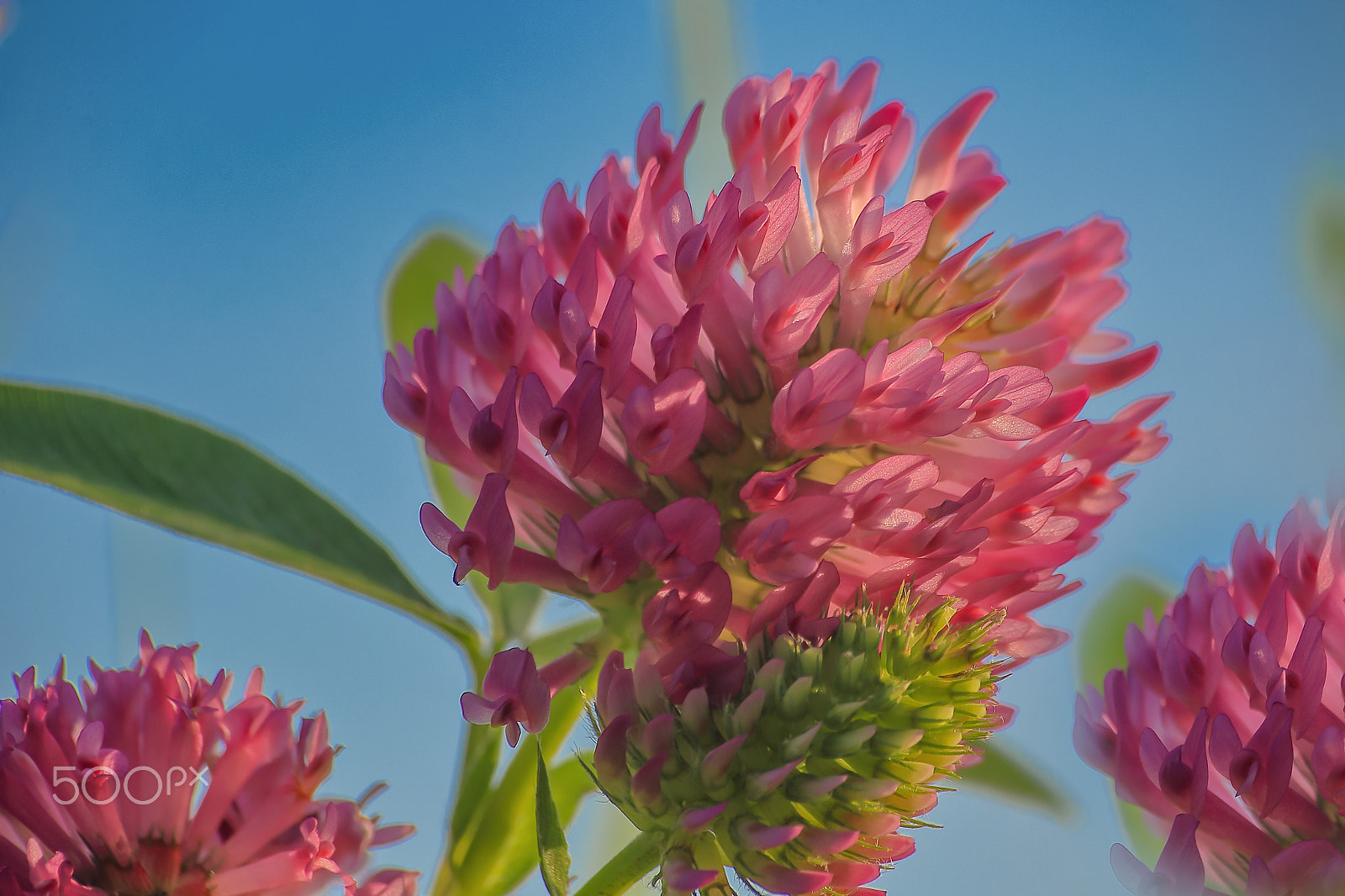 Sigma 70-300mm F4-5.6 APO DG Macro sample photo. The clover photography