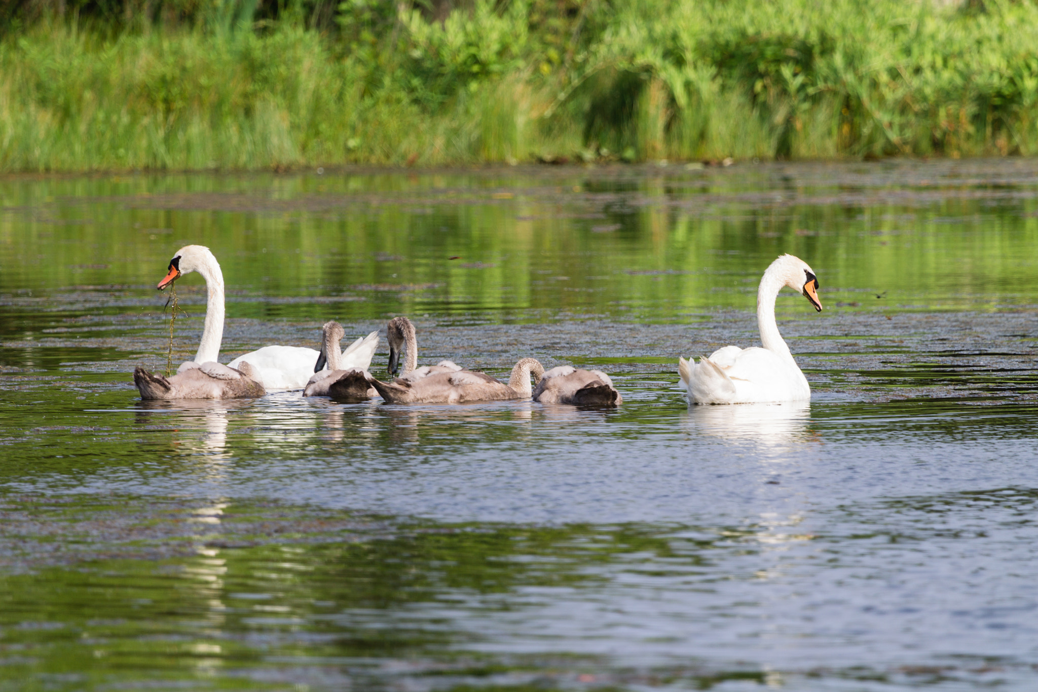 Canon EOS 1100D (EOS Rebel T3 / EOS Kiss X50) + Canon EF 100-400mm F4.5-5.6L IS USM sample photo. Mute swan family photography